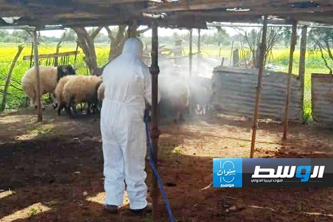 الحرس البلدي في بنغازي يعلن السيطرة على الحمى القلاعية وفتح أسواق المواشي
