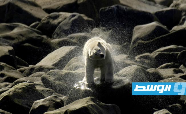دراسة: الدببة القطبية في كندا تختفي بسرعة