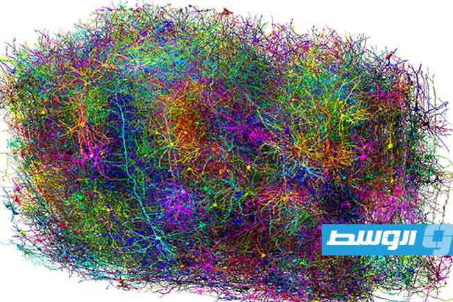 خارطة جديدة للدماغ.. إنجاز ثوري في فهم التعقيد العصبي