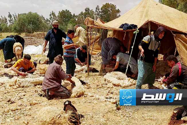 موسم جز الأغنام يتواصل في مدن ليبية