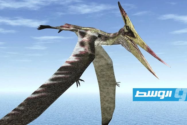 جناح تيروصور قديم يكشف أسرارًا بيولوجية منذ 100 مليون سنة