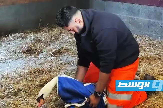 تدريبات خاصة لعمال السكك الحديدية لإزالة الحيوانات في المملكة المتحدة.. ما القصة؟