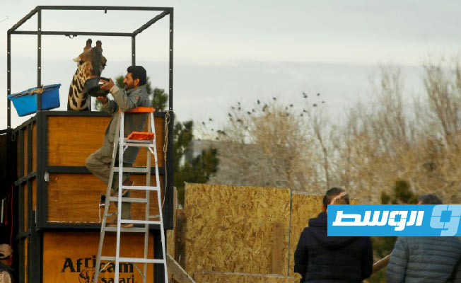 نقل زراقة كانت تعيش ظروفا قاسية في شمال المكسيك إلى حديقة أخرى