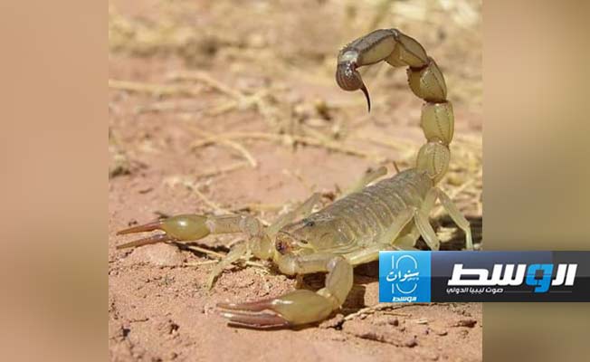تسجيل أول حالة وفاة بلسعة عقرب في الكفرة