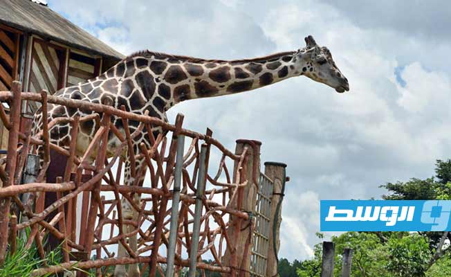 هندوراس تفقد «بيغ بوي» أشهر زرافة