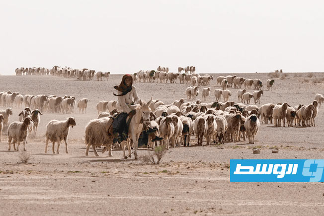 «نيويورك تايمز»: مقتل راعٍ بدوي يكشف وجود قاعدة ثانية لـ«إسرائيل» في العراق