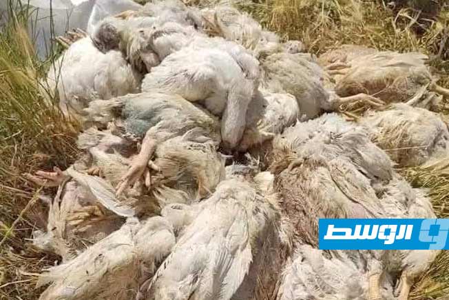 نفوق قطعان دواجن في بنغازي و3 بلديات بسبب أمراض معدية
