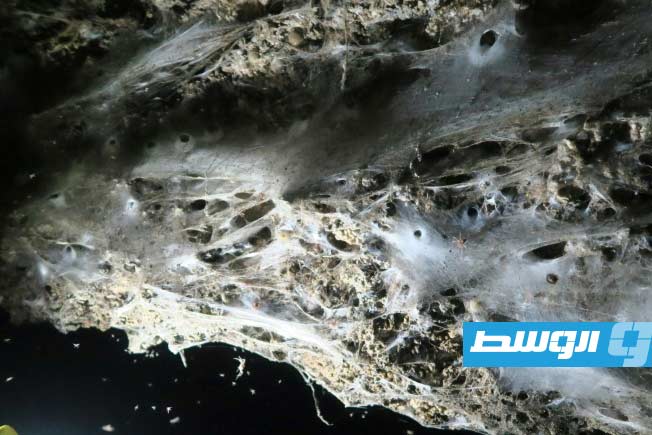 اكتشاف شبكة عملاقة تضم 111 ألف عنكبوت في كهف على حدود اليونان مع ألبانيا