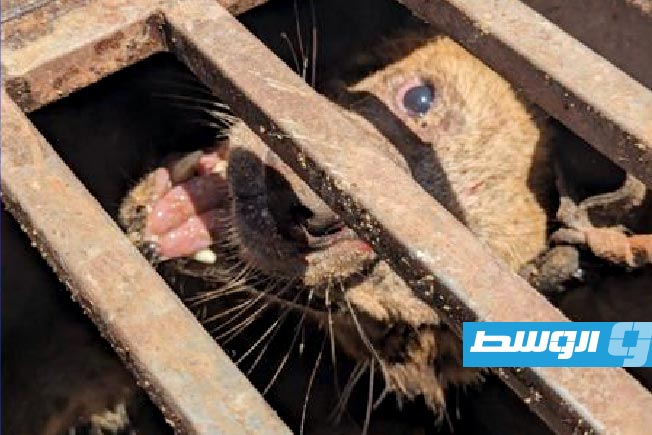 «أمن سبها»: إحباط إدخال ضبع يستخدم في أعمال السحر إلى المدينة
