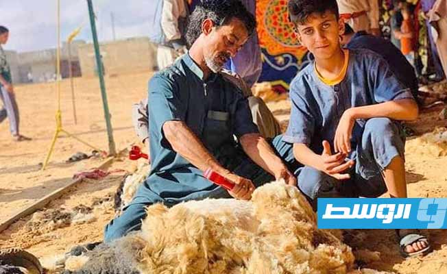 بدء موسم جز صوف الأغنام في سرت