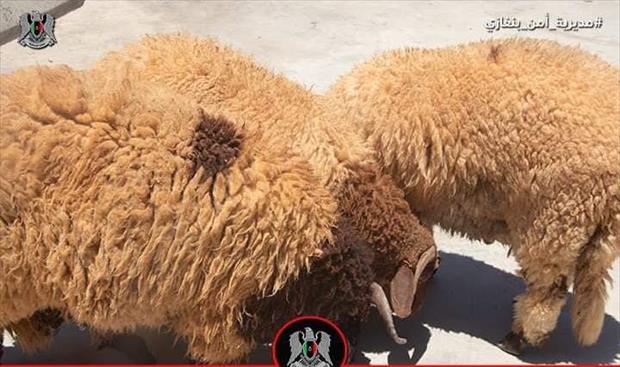 «الأسعار الزهيدة» تكشف لغز سرقة أغنام في بنغازي
