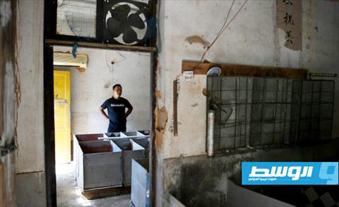 مربو الجرذان والأفاعي القابلة للاستهلاك يعانون أزمة بالصين