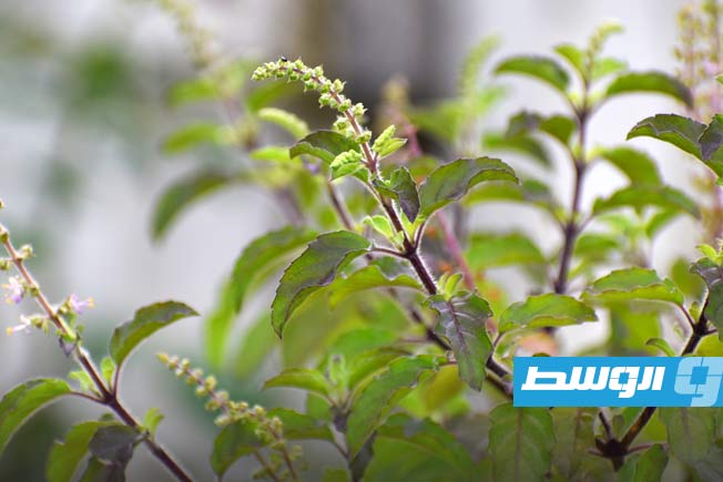 دراسة ليبية: الأعشاب المحلية تحارب السرطان