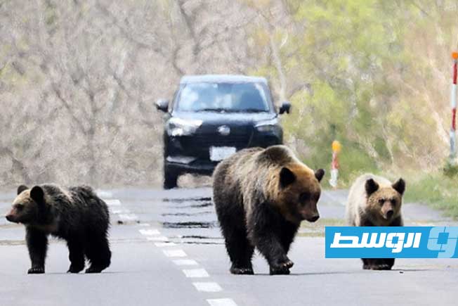قتيل وجريحان في هجومين لدببة في اليابان