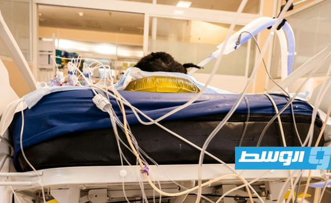 الزنك قد يكون مفيدا في مكافحة أمراض الجهاز التنفسي الفيروسية