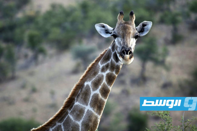 الاتحاد الدولي لحفظ الطبيعة يكشف: أربعة أنواع من الزرافات بدلًا من نوع واحد