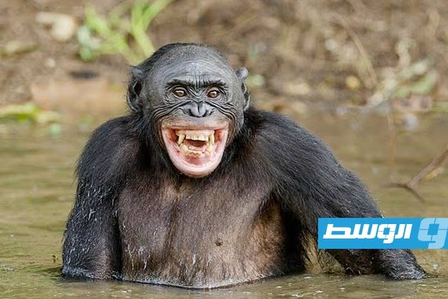 دراسة: البشر والقرود العليا يمتلكان نمطًا إيقاعيًا متشابهًا في الضحك
