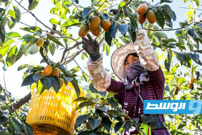 منتجو الخرما في تايوان يعانون تأثير التغيّر المناخي على محاصيلهم