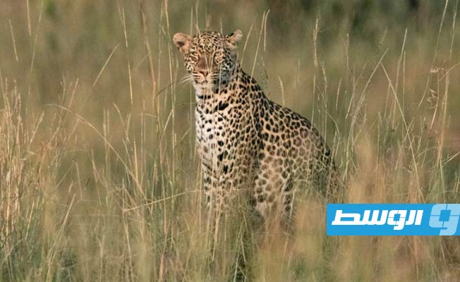 الهند تعيد إدخال الفهود إلى أراضيها بعد 70 عاما على اختفائها