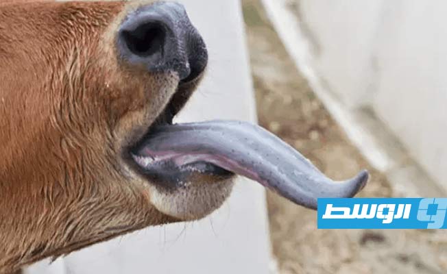 الصين تحظر استيراد الحيوانات المجترة من ليبيا بسبب «اللسان الأزرق»