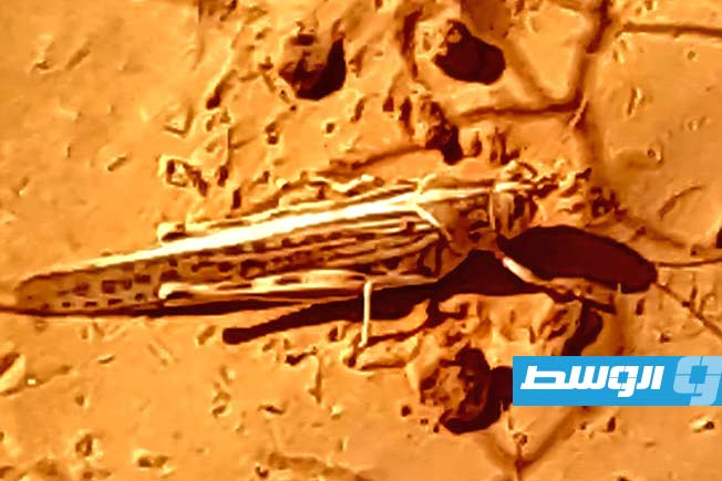 «فاو» تنبه إلى احتمالات التكاثر الشتوي للجراد في جنوب غرب ليبيا