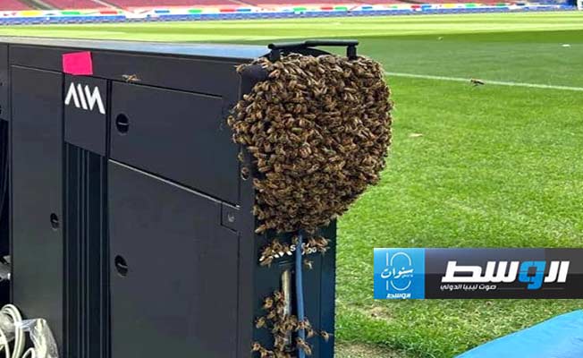 سرب نحل يثير الفزع قبل مباراة ألمانيا والمجر بـ«يورو 2024»