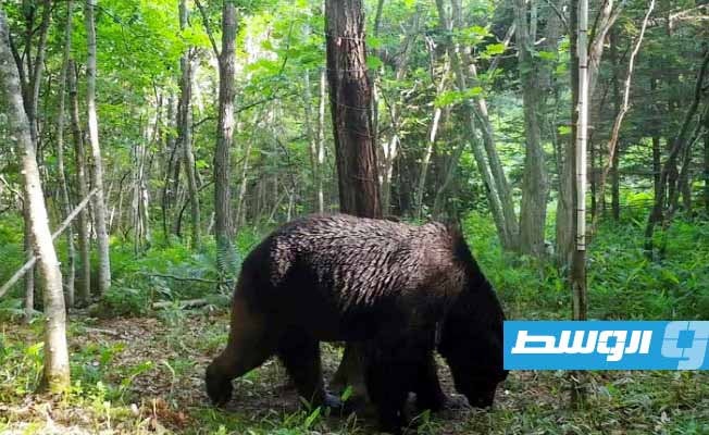 بعد مطاردة 4 سنوات.. السلطات اليابانية تقتل دبّ الـ«نينجا»