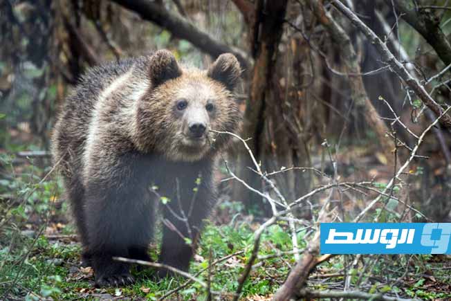 تخوف في محمية رومانية لإيواء الدببة بعد إعادة السماح بصيد هذه الحيوانات
