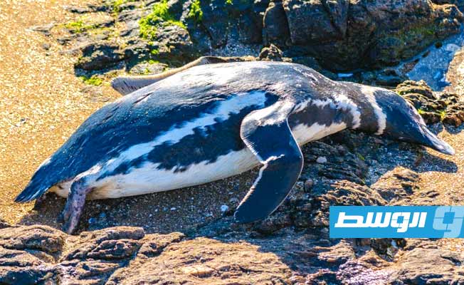بالفيديو.. نفوق ألفي بطريق على شواطئ أوروغواي والسبب مجهول