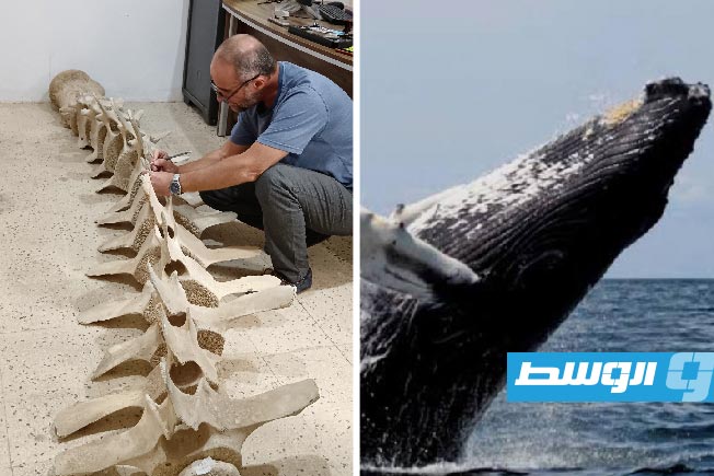 تجهيز الهيكل العظمي لحوت «ذوات البال» تمهيدًا لعرضه في متحف بنغازي