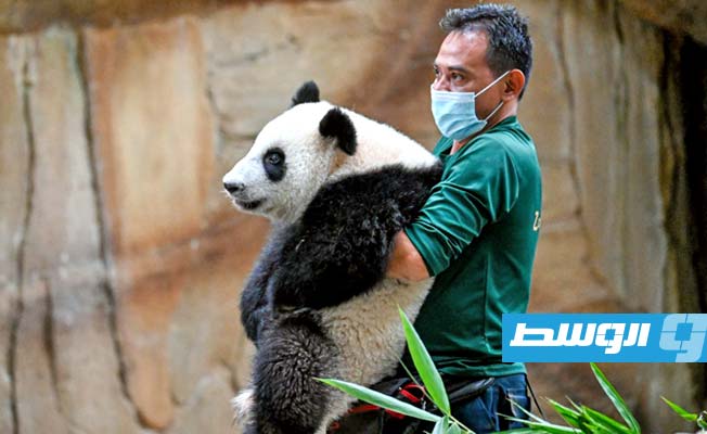 الماليزيون يودعون صغيرتي باندا قبل إعادتهما إلى الصين