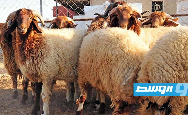 ضبط فتى يسرق الأغنام في عين زارة