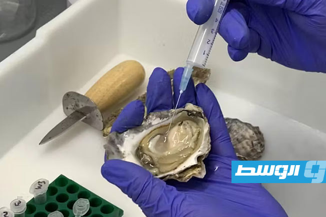 دراسة تكشف عن أهمية دم المحار في مكافحة الجراثيم الخارقة (فيديو)