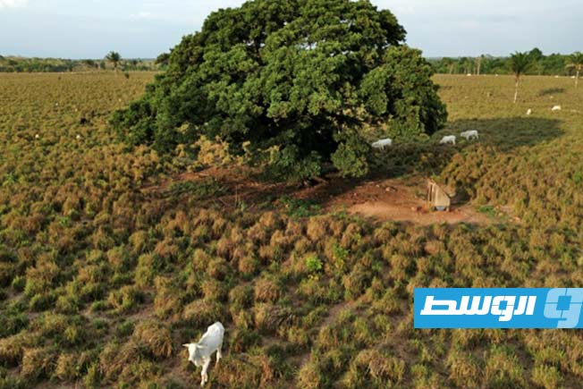 دراسة: معدل موت الأشجار يتسارع في أستراليا
