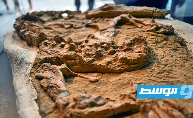 العثور على متحجرة نادرة لتمساح تعود إلى أكثر من 10 ملايين سنة في البيرو