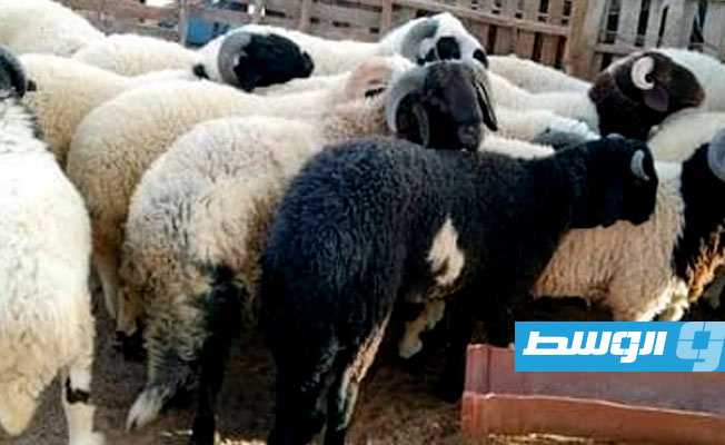 مديرية أمن بنغازي تبدأ توزيع الأضاحي على أسر الشهداء
