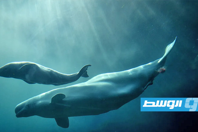 الحيتان المنقارية تكشف أسرار الغوص العميق وقد تغير مستقبل الطب