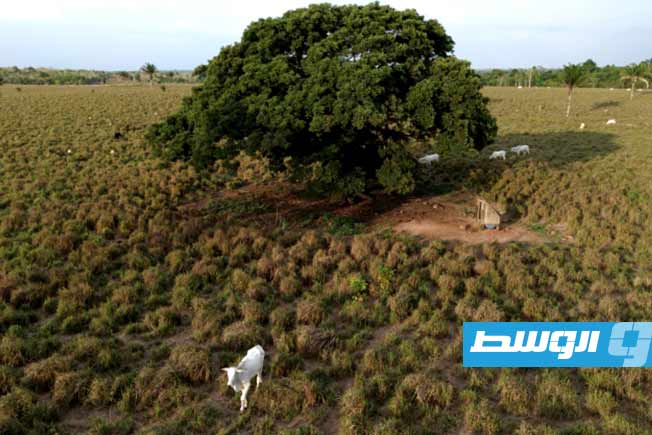دراسة: الغابات المطيرة في أستراليا لم تعد مصارف أساسية للكربون