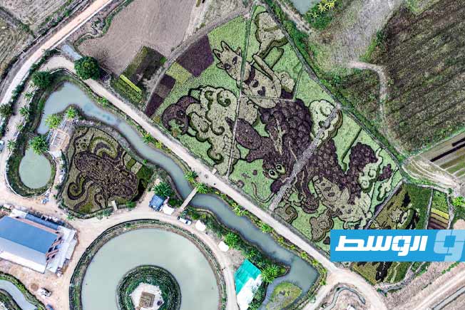 مزارع تايلاندي يصمم من حقول الأرز لوحات فنية