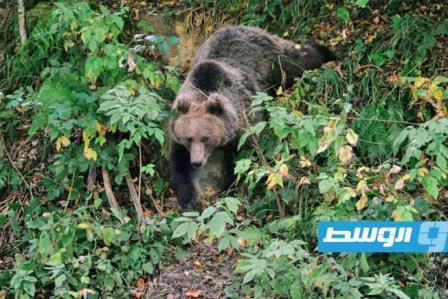 رومانيا تعلن ارتفاعا كبيرا في عدد الدببة فيها