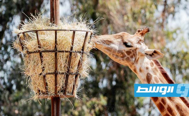 البرازيل تحقق في نفوق 3 زرافات