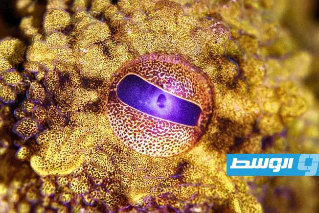 «خدعة» علمية تمنح البشر قوى الأخطبوط الخارقة