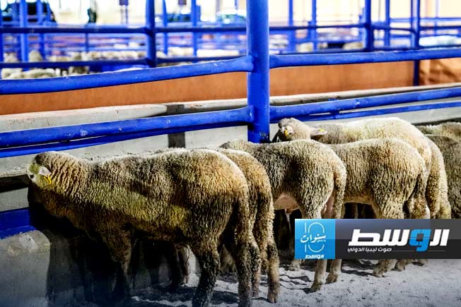 حكومة حماد تعلن وصول باخرة أغنام لمحدودي الدخل