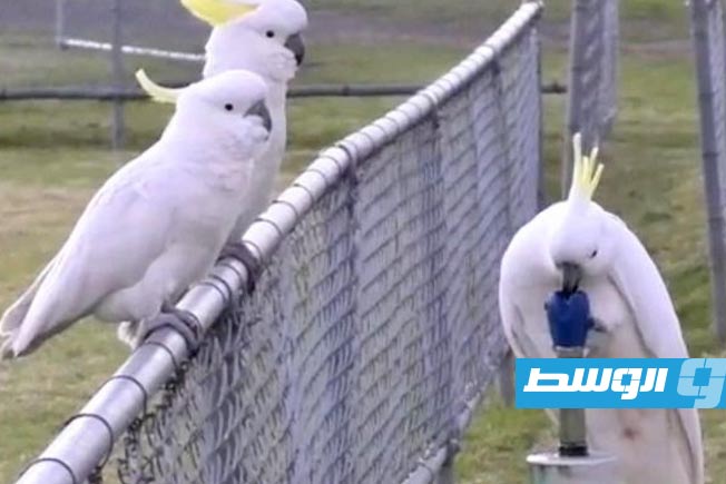 عبقرية ببغاوات الكوكاتو.. اكتشاف مذهل في استغلال نوافير المياه
