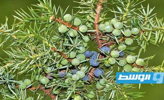 «العرعر» يساعد في الوقاية من النوبات القلبية والتخثر
