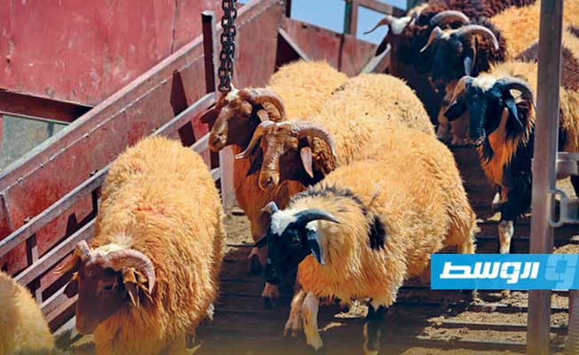 21 ألف رأس أغنام و13 ألف عجل و3 آلاف إبل تصل إلى ليبيا استعدادًا لعيد الأضحى