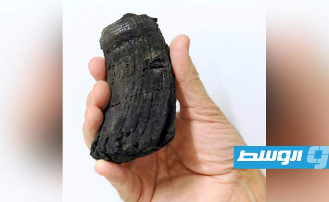 اكتشاف أكبر سن لنوع من السحالي عاش قبل 205 ملايين سنة