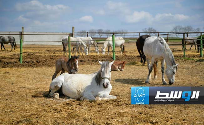 دراسة: الحصان الأليف غزا العالم قبل 4200 عام غربي روسيا