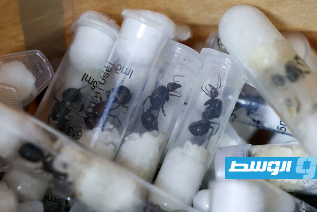 بتهمة قرصنة الحياة.. اعتقال مراهقين بلجيكيين بحوزتهم 5 آلاف نملة مهربة