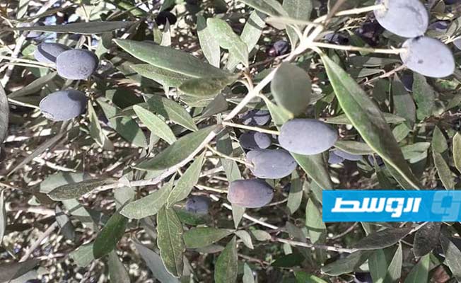 السفارة الألمانية تعلق على فوز شركتين ليبيتين في مسابقة برلين لزيت الزيتون